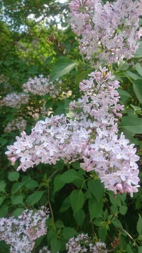 Common lilac