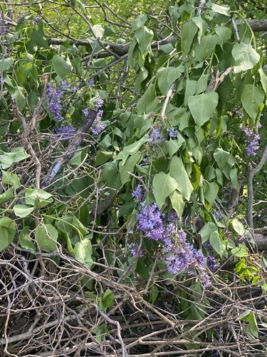 Common lilac (Syringa vulgaris)