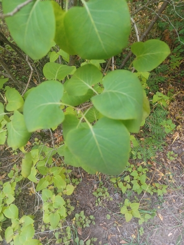 Common lilac (Syringa vulgaris)