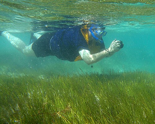 Manatee grass: Thalassia-Syringodium seagrass bed. Seagrasses are fully marine angiosperms (flowering plants - Plantae, Angiospermophyta). The seagrass beds here are dominated