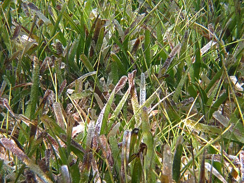 Manatee grass: Syringodium filiform (Kützing, 1860) & Thalassia testudinum König, 1805 - manatee grass and turtle grass. Seagrasses are fully marine angiosperms (flowering pla