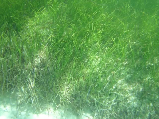 Manatee grass: Syringodium filiform (Kützing, 1860) - manatee grass. Seagrasses are fully marine angiosperms (flowering plants). Seagrass beds only occur in the shallow water