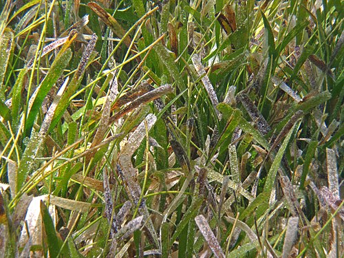 Manatee grass: Syringodium filiform (Kützing, 1860) & Thalassia testudinum König, 1805 - manatee grass and turtle grass. Seagrasses are fully marine angiosperms (flowering pla