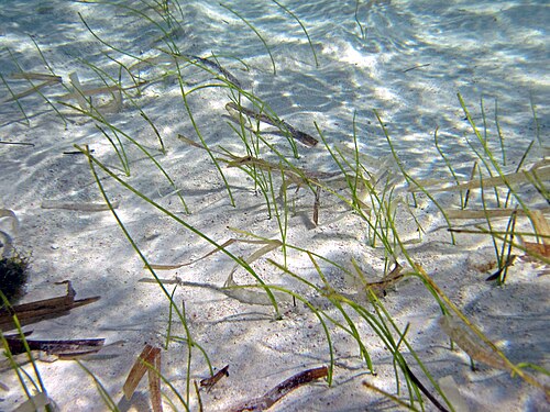 Manatee grass: Syringodium filiform (Kützing, 1860) - manatee grass. Seagrasses are fully marine angiosperms (flowering plants). Seagrass beds only occur in the shallow water