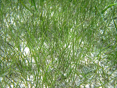 Manatee grass: Syringodium filiform (Kützing, 1860) - manatee grass. Plants are multicellular, photosynthesizing eucaryotes. Most species occupy terrestrial environments, but
