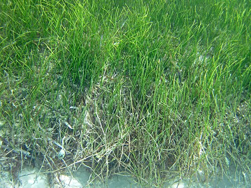 Manatee grass: Syringodium filiform (Kützing, 1860) - manatee grass. Seagrasses are fully marine angiosperms (flowering plants). Seagrass beds only occur in the shallow water