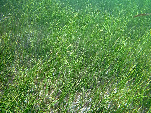 Manatee grass: Syringodium filiform (Kützing, 1860) - manatee grass. Seagrasses are fully marine angiosperms (flowering plants). Seagrass beds only occur in the shallow water