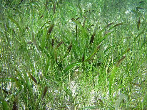 Manatee grass: Syringodium filiform (Kützing, 1860) & Thalassia testudinum König, 1805 - manatee grass and turtle grass. Seagrasses are fully marine angiosperms (flowering pla