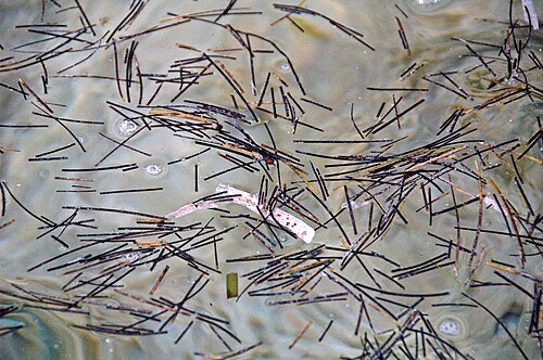 Manatee grass: Syringodium filiform (Kützing, 1860) - dead manatee grass floating at the sea surface. The wider blades are dead turtle grass (Thalassia testudinum). Seagrasses