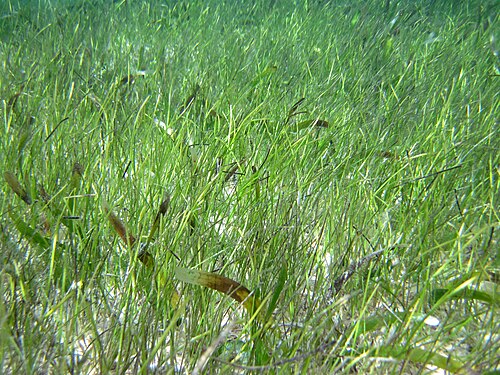 Manatee grass: Syringodium filiform (Kützing, 1860) & Thalassia testudinum König, 1805 - manatee grass and turtle grass. Seagrasses are fully marine angiosperms (flowering pla