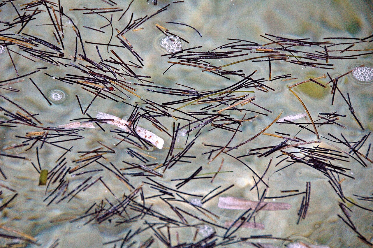 Manatee grass: Syringodium filiform (Kützing, 1860) - dead manatee grass floating at the sea surface. The wider blades are dead turtle grass (Thalassia testudinum). Seagrasses