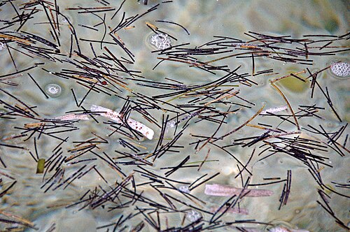 Manatee grass: Syringodium filiform (Kützing, 1860) - dead manatee grass floating at the sea surface. The wider blades are dead turtle grass (Thalassia testudinum). Seagrasses