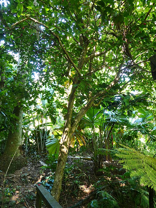 Watery roseapple: Syzygium aqueum at Cairns Botanic Gardens