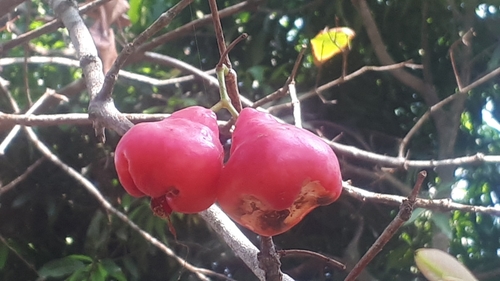 Watery roseapple (Syzygium aqueum)