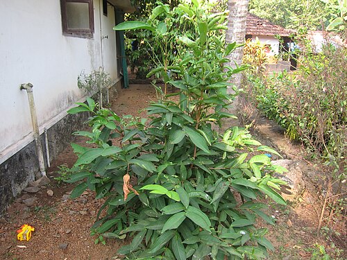Watery roseapple: Syzygium aqueum - ചാമ്പ - ചാമ്പങ്ങ, ചാമ്പക്ക, ജാമ്പക്ക, ഉള്ളിചാമ്പങ്ങ