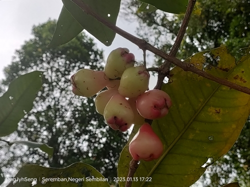 Watery roseapple (Syzygium aqueum)