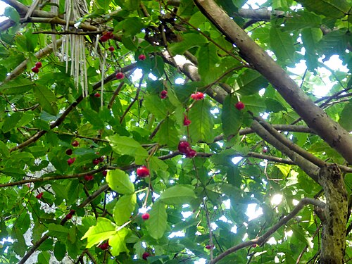 Watery roseapple: Syzygium aqueum at Cairns Botanic Gardens