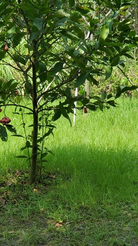 Watery roseapple (Syzygium aqueum)