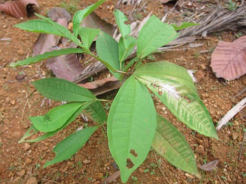 Watery roseapple: Syzygium aqueum - ചാമ്പ - ചാമ്പങ്ങ, ചാമ്പക്ക, ജാമ്പക്ക, ഉള്ളിചാമ്പങ്ങ