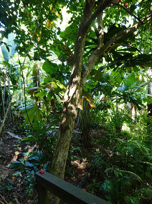 Watery roseapple: Syzygium aqueum at Cairns Botanic Gardens