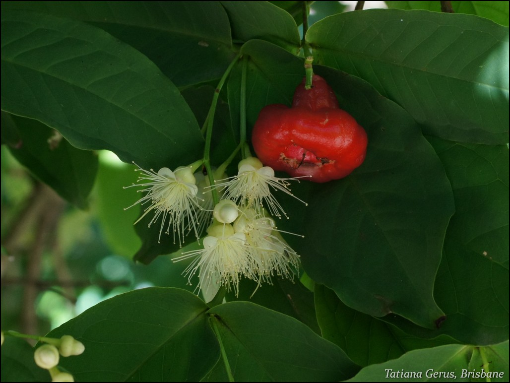 Watery roseapple: Small tree of Myrtaceae family Common names : Water Cherry, Watery Rose Apple, Lau Lau, Bell fruit. The fruit is bell shaped, waxy and crisp, white inside, size