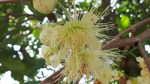 Watery roseapple (Syzygium aqueum)