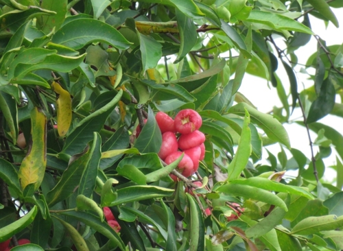 Watery roseapple (Syzygium aqueum)