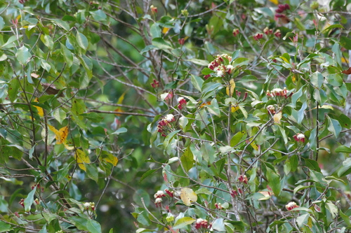 Clove (Syzygium aromaticum)