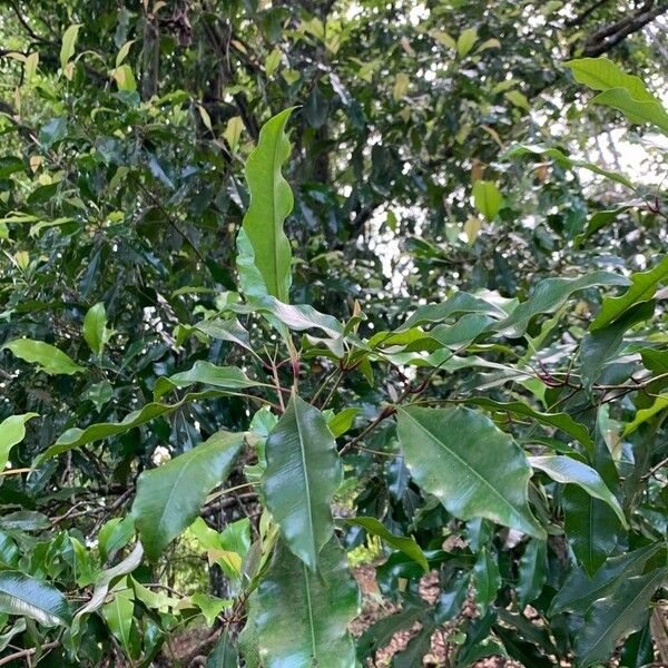 Clove (Syzygium aromaticum)