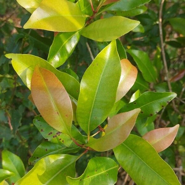 Clove (Syzygium aromaticum)