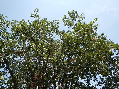 Java plum: Syzygium cumini or Duhat tree and fruits in Barangay Santa Trinidad , Angeles City , Pampanga at the Welcome Arch of Barangay San Nicolas , Angeles City , Pampa