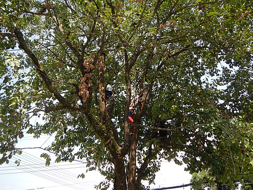 Java plum: Syzygium cumini or Duhat tree and fruits in Barangay Santa Trinidad , Angeles City , Pampanga at the Welcome Arch of Barangay San Nicolas , Angeles City , Pampa