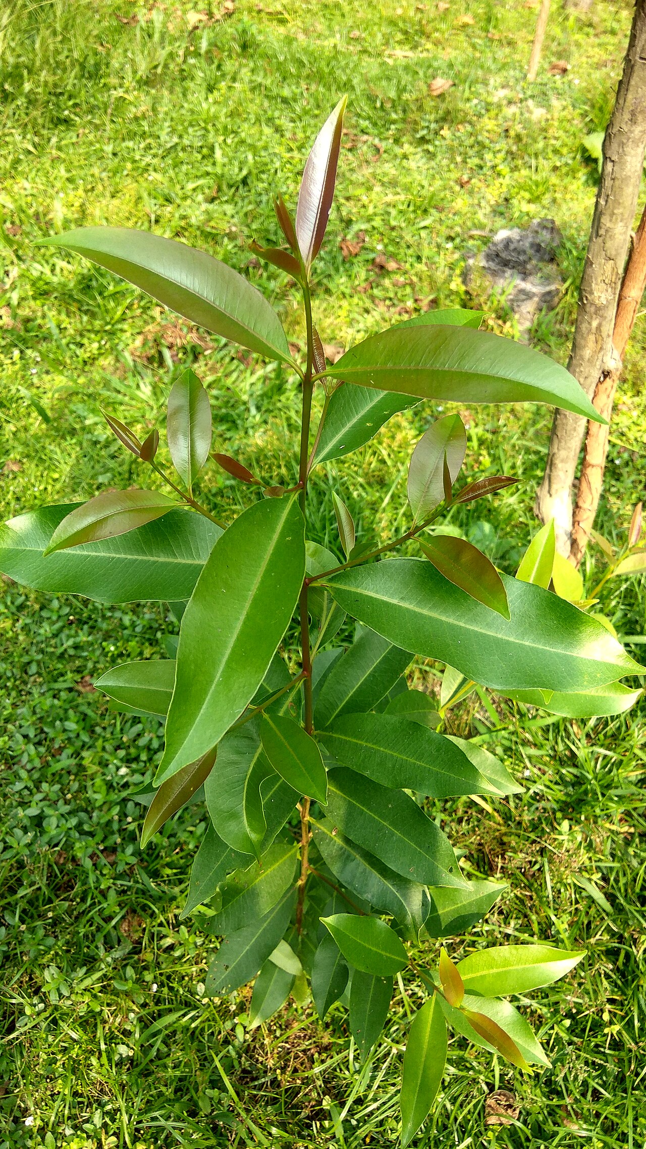 Java plum: Syzygium cumini tree