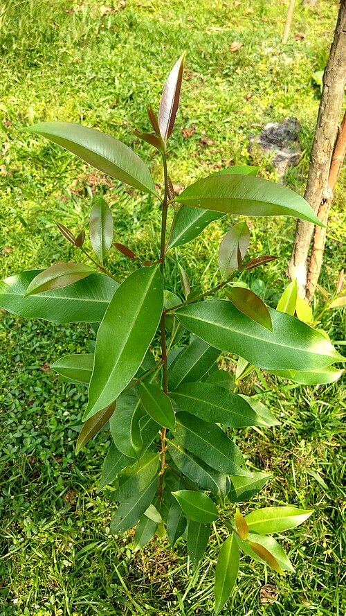 Java plum: Syzygium cumini tree