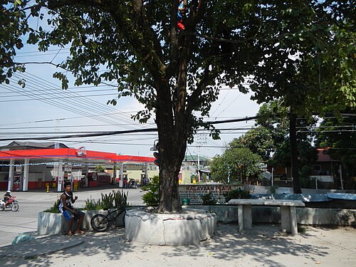 Java plum: Syzygium cumini or Duhat tree and fruits in Barangay Santa Trinidad , Angeles City , Pampanga at the Welcome Arch of Barangay San Nicolas , Angeles City , Pampa