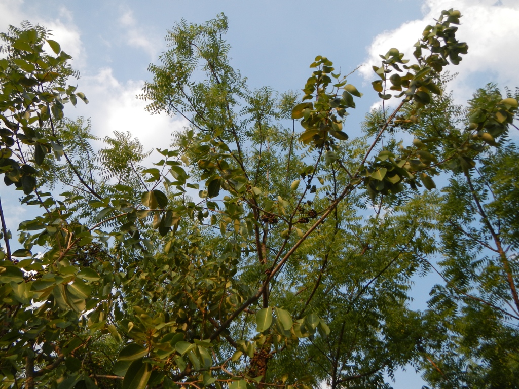 Java plum: Syzygium cumini, Syszygium jambolanum or Duhat in Philippines, jambul, jambolan, jamblang, or jamun, is an evergreen tropical tree in the flowering plant family