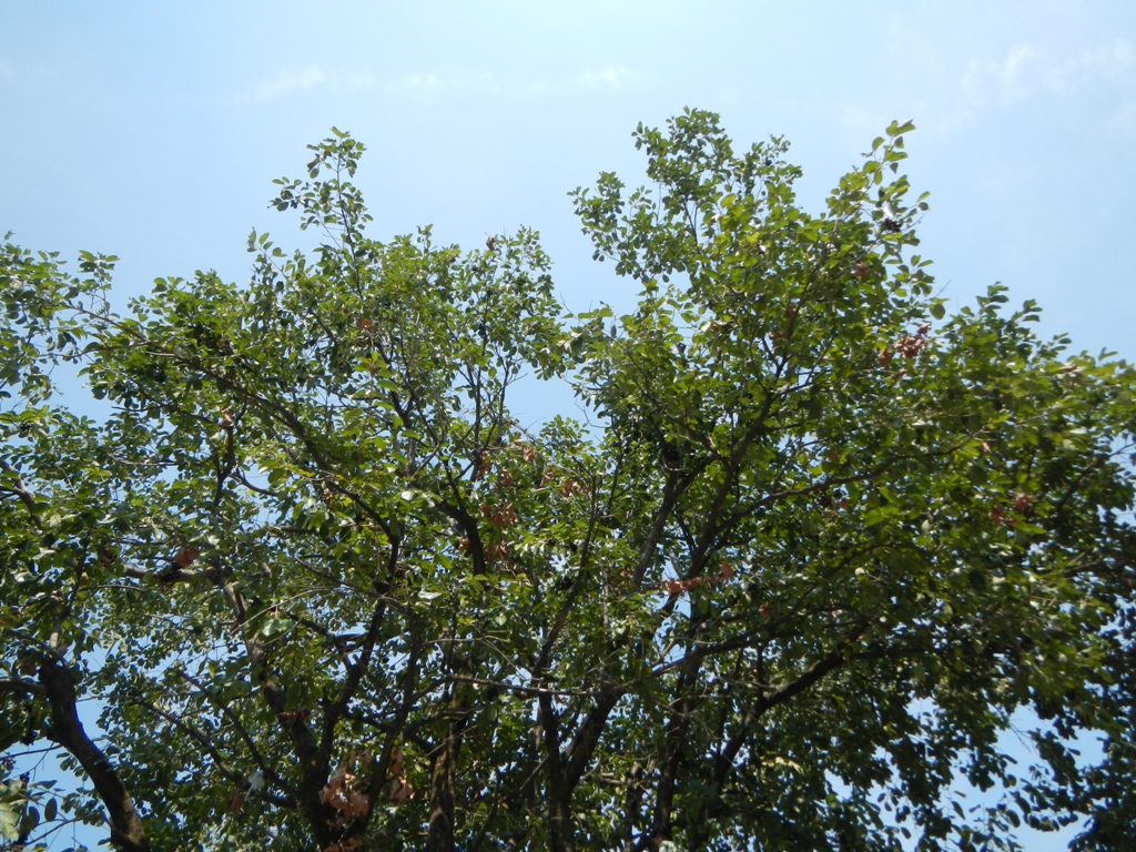 Java plum: Syzygium cumini or Duhat tree and fruits in Barangay Santa Trinidad , Angeles City , Pampanga at the Welcome Arch of Barangay San Nicolas , Angeles City , Pampa