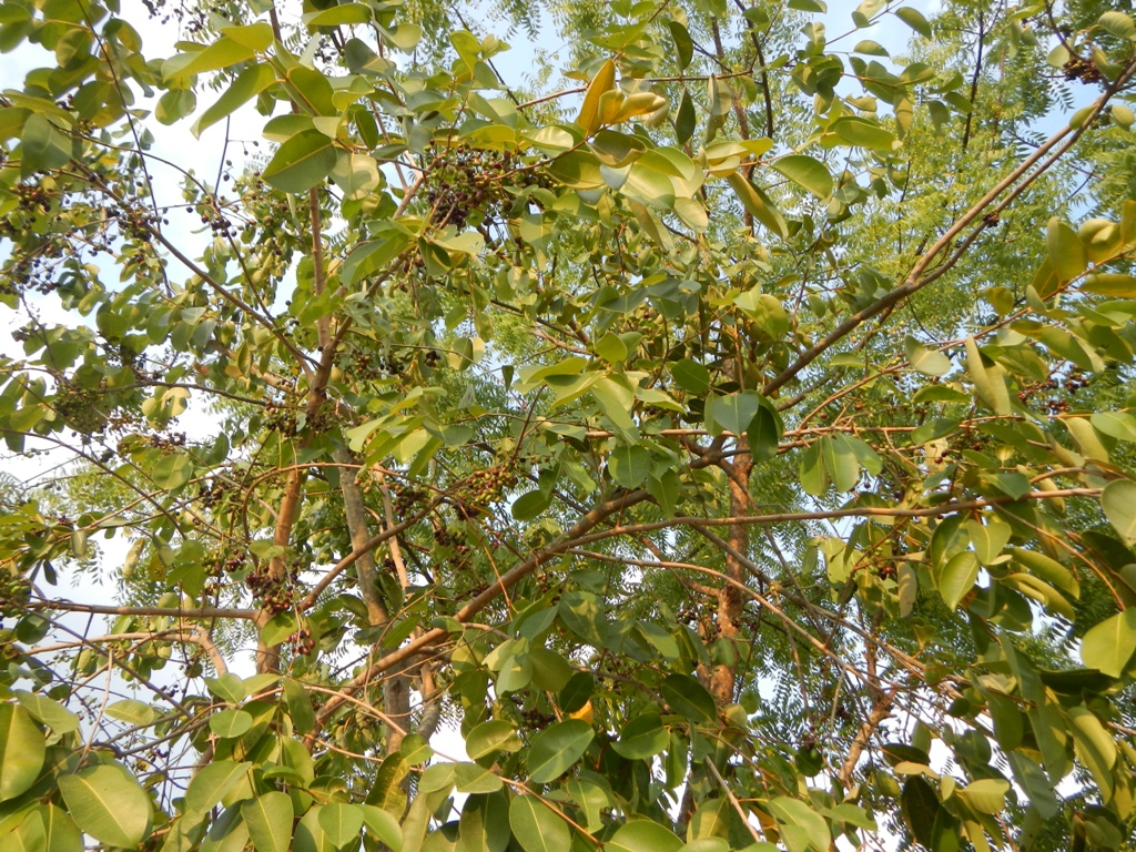 Java plum: Syzygium cumini, Syszygium jambolanum or Duhat in Philippines, jambul, jambolan, jamblang, or jamun, is an evergreen tropical tree in the flowering plant family