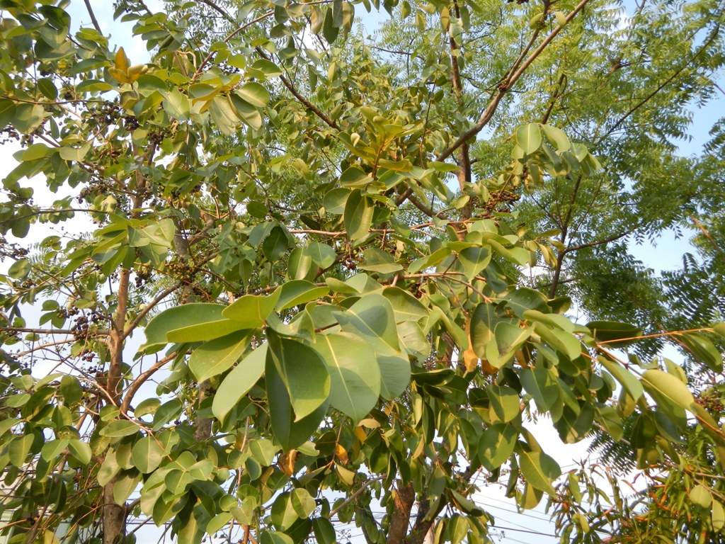 Java plum: Syzygium cumini, Syszygium jambolanum or Duhat in Philippines, jambul, jambolan, jamblang, or jamun, is an evergreen tropical tree in the flowering plant family
