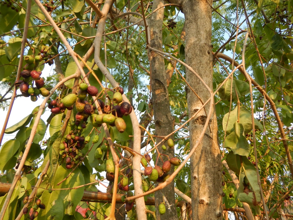 Java plum: Syzygium cumini, Syszygium jambolanum or Duhat in Philippines, jambul, jambolan, jamblang, or jamun, is an evergreen tropical tree in the flowering plant family