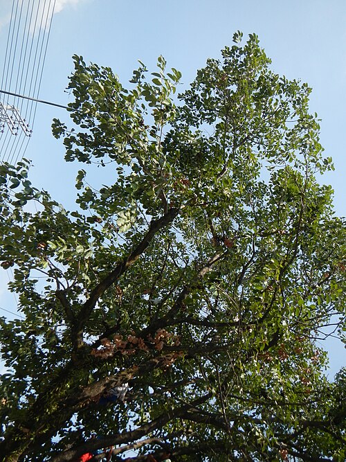 Java plum: Syzygium cumini or Duhat tree and fruits in Barangay Santa Trinidad , Angeles City , Pampanga at the Welcome Arch of Barangay San Nicolas , Angeles City , Pampa