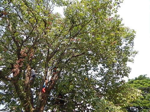 Java plum: Syzygium cumini or Duhat tree and fruits in Barangay Santa Trinidad , Angeles City , Pampanga at the Welcome Arch of Barangay San Nicolas , Angeles City , Pampa