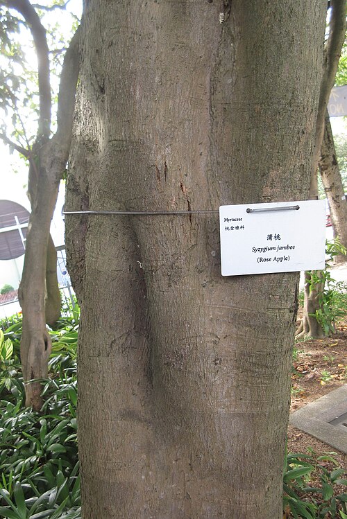 Malabar plum: HK CWB zh:高士威道 Causeway Bay Road zh:維多利亞公園 Victoria Park tree Sept 2017 zh:蒲桃 Syzygium jambos