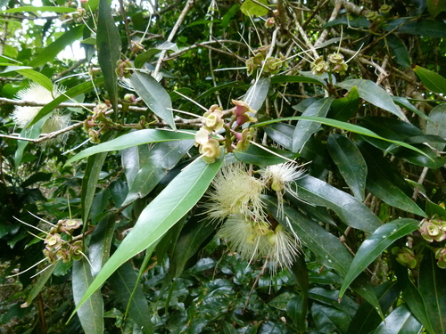 Malabar plum (Syzygium jambos)