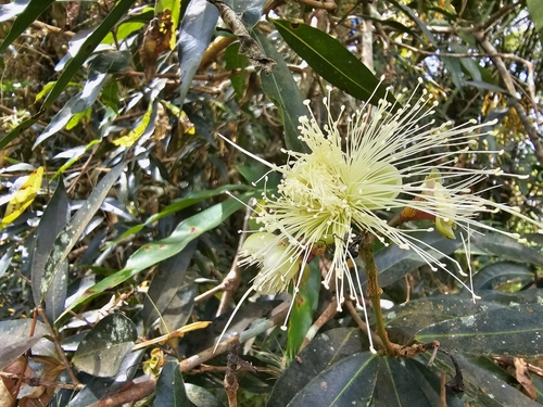Malabar plum (Syzygium jambos)