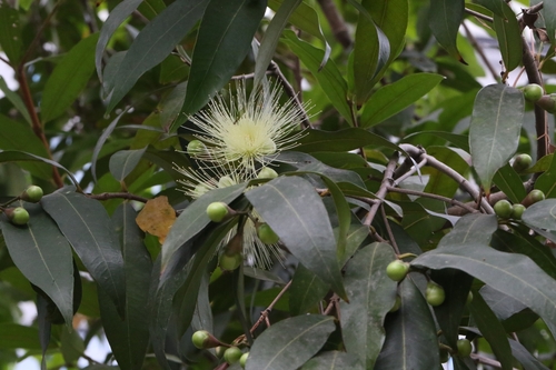 Malabar plum (Syzygium jambos)