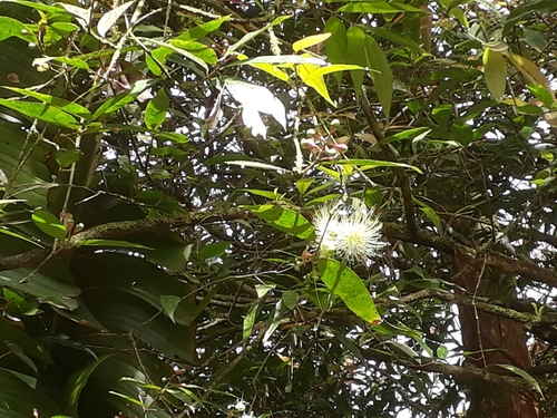 Malabar plum (Syzygium jambos)