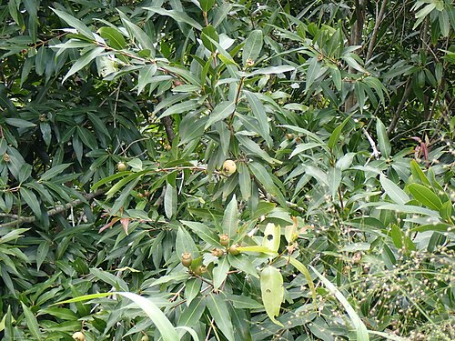 Malabar plum: 野生化したフトモモ (沖縄県石垣市大浜 宮良川岸)