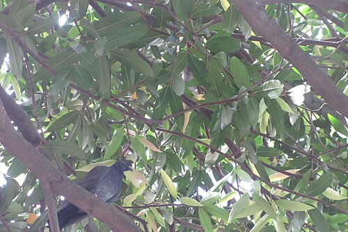 Malabar plum: HK CWB zh:高士威道 Causeway Bay Road zh:維多利亞公園 Victoria Park tree Sept 2017 zh:蒲桃 Syzygium jambos