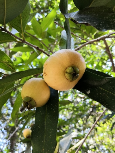 Malabar plum (Syzygium jambos)